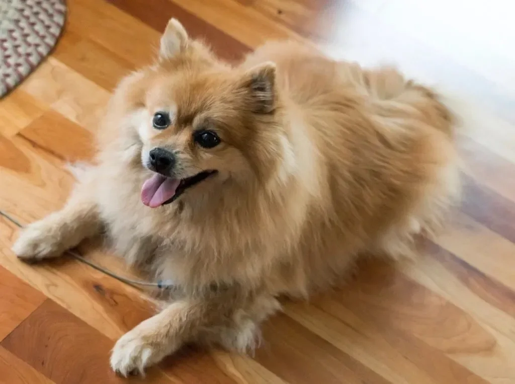 Peanut-1