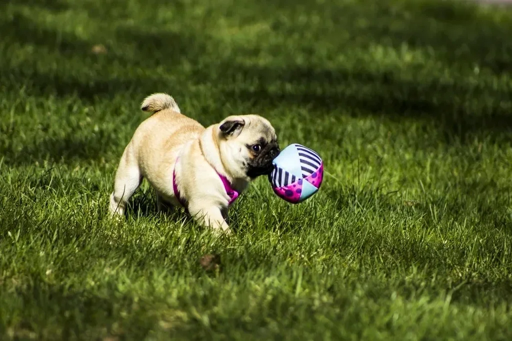 Meatball-1