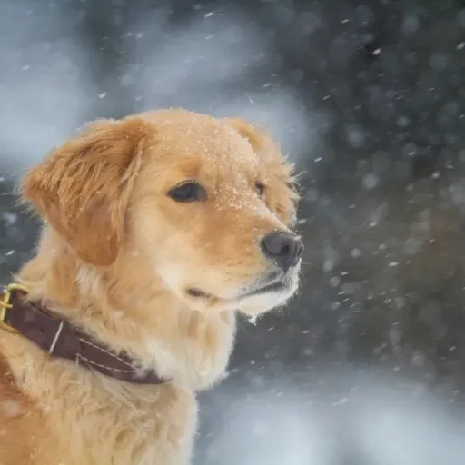 Biscuit the Golden