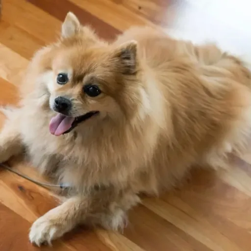 Peanut the Pomeranian