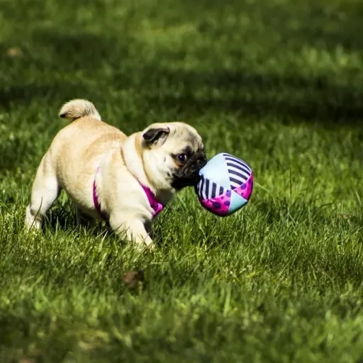 Meatball the Pug
