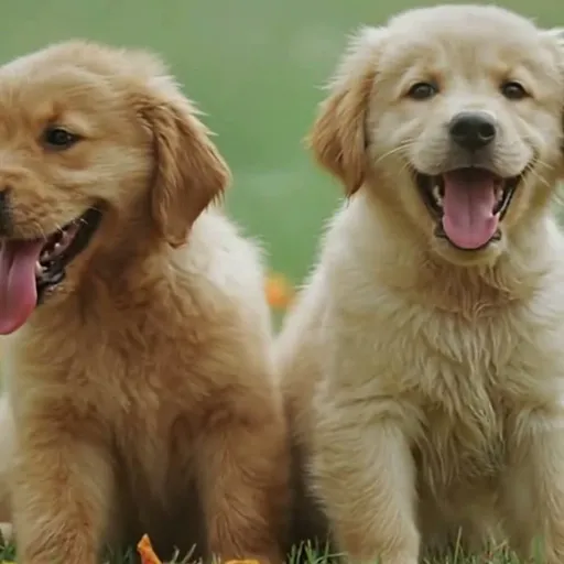 PetStar 创意样片库