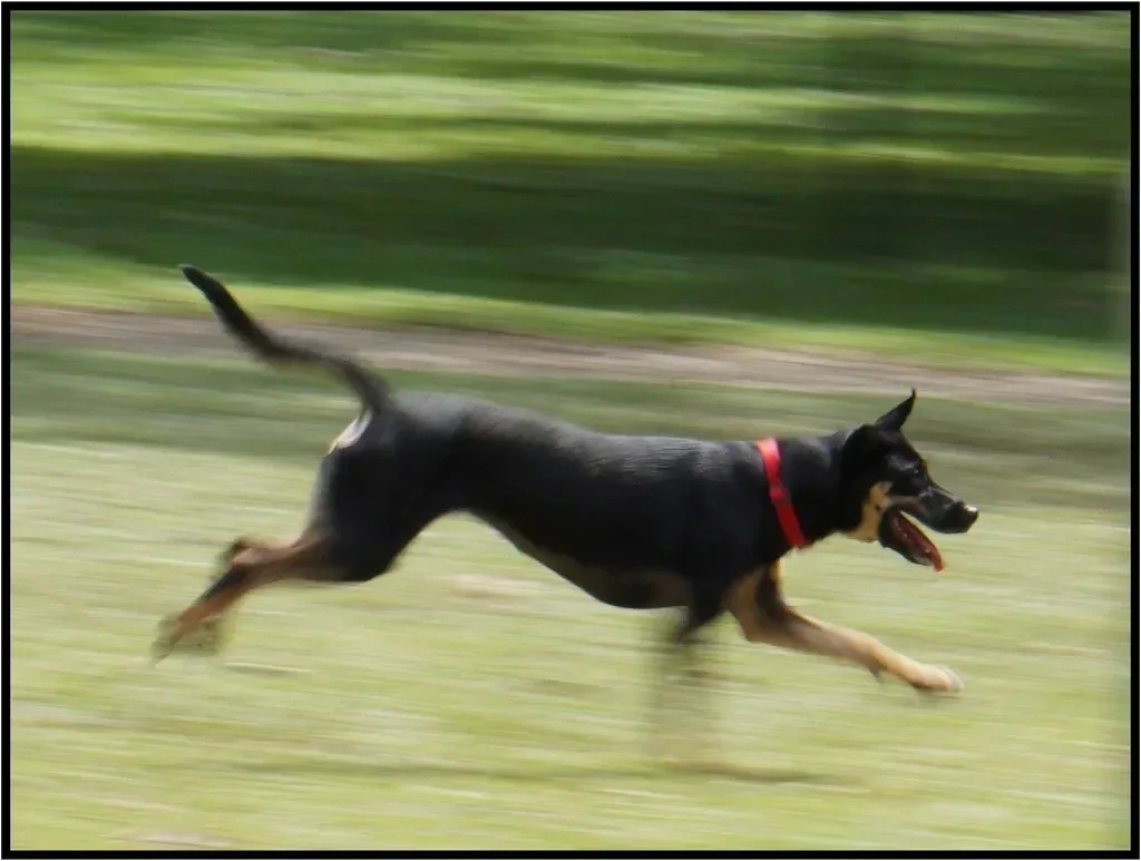 Trail Leash 徒步牵引绳