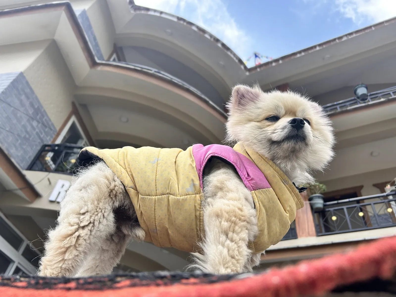 暖爪宠物服饰